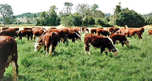 meat-production-is-using-up-over-80%-of-agricultural-land-awaken