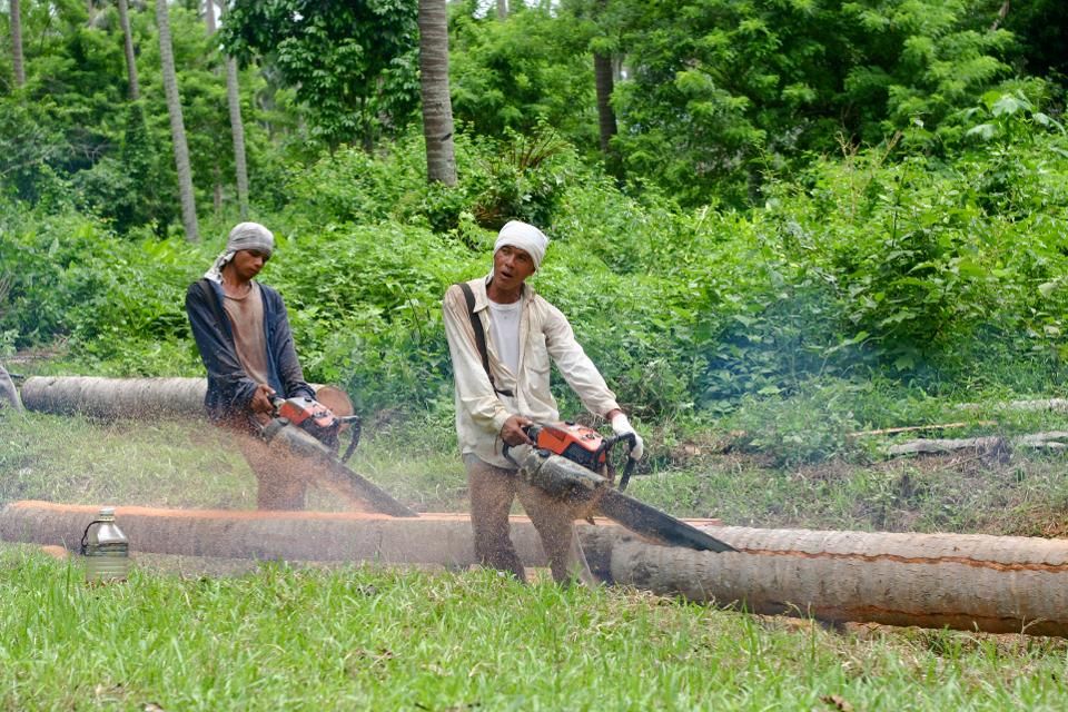 Filipino men chainsaw palm trees in the outskirts of Tiaong in Luzon, Philippines.