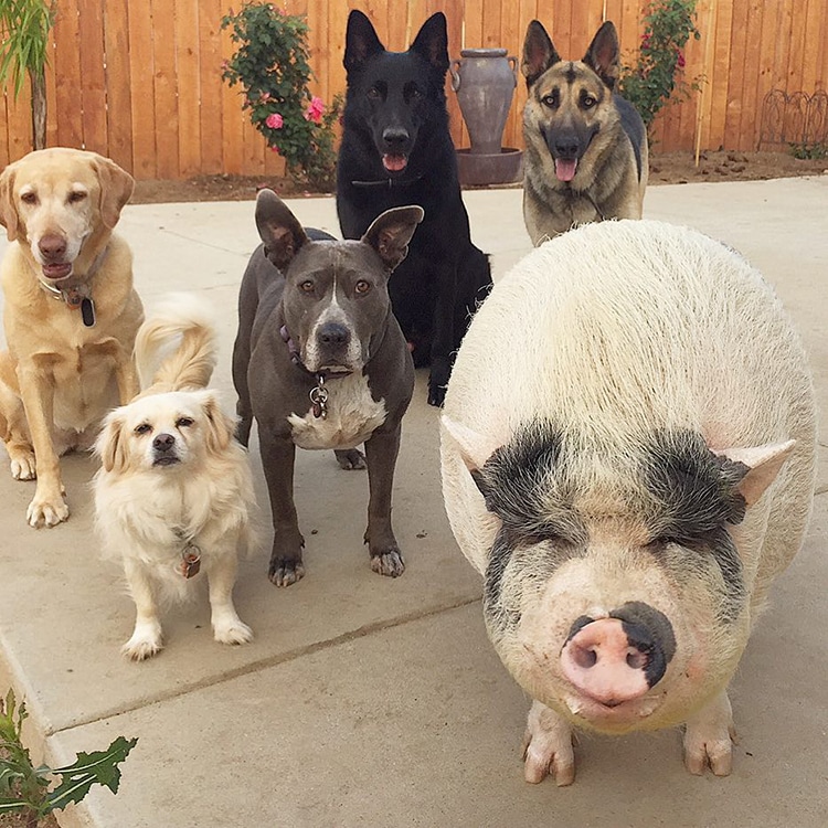 Pet Pig Piggypoo and Crew