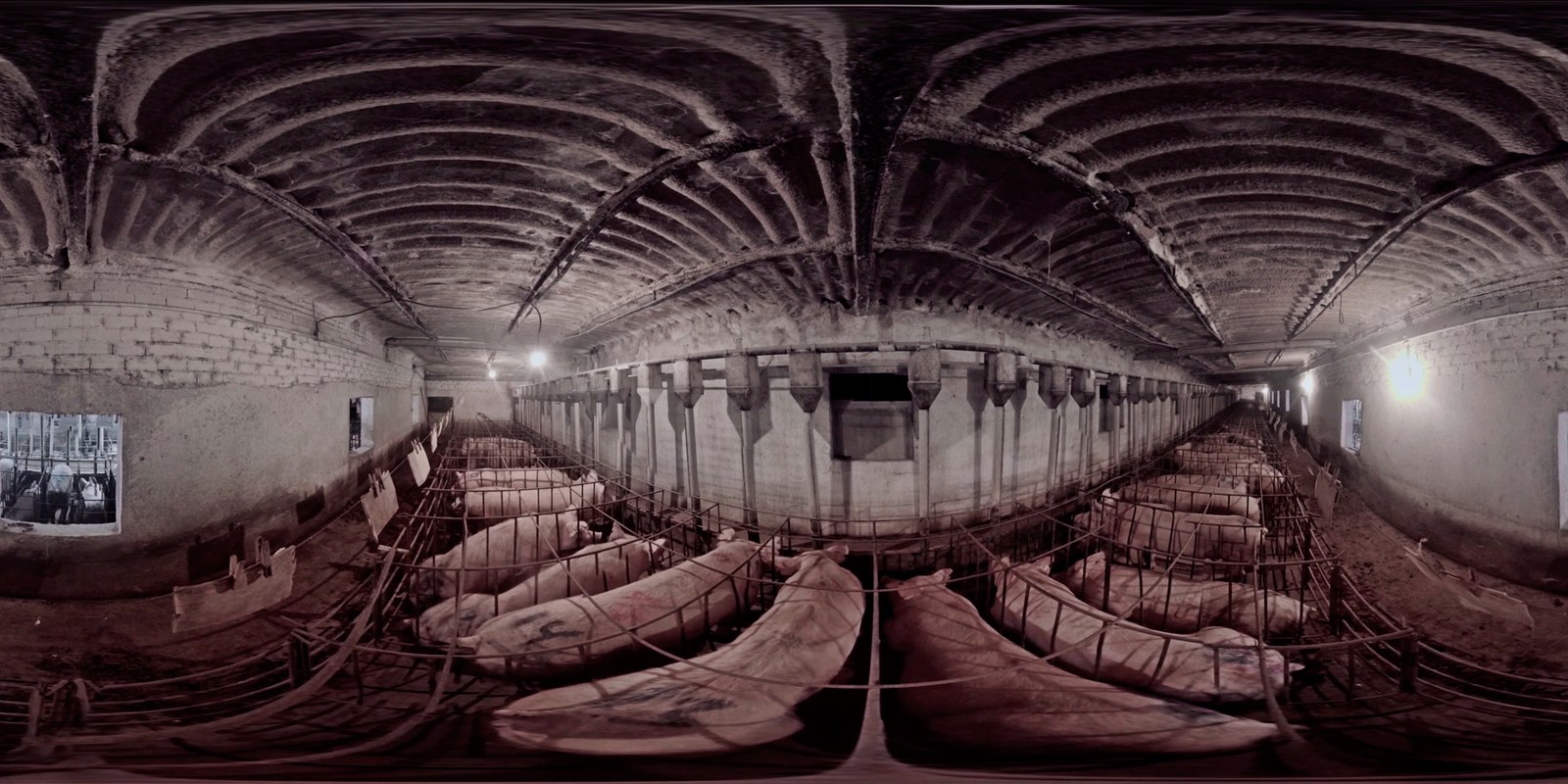 360degree image of pigs in a factory farm in Spain