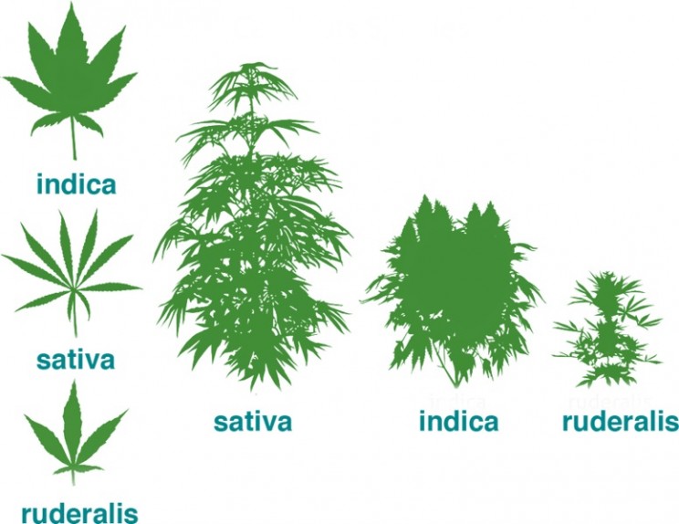 sativa vs indica vs ruderalis