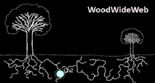 The Wood Wide Web: How Trees Secretly Talk To And Share With Each Other
