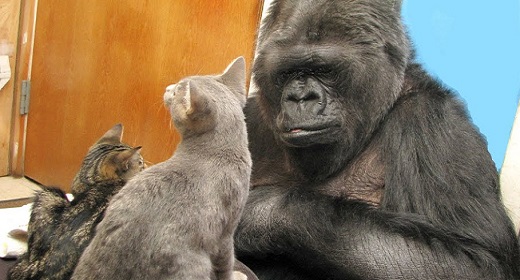 Koko's Kittens (An Empathic Journey)