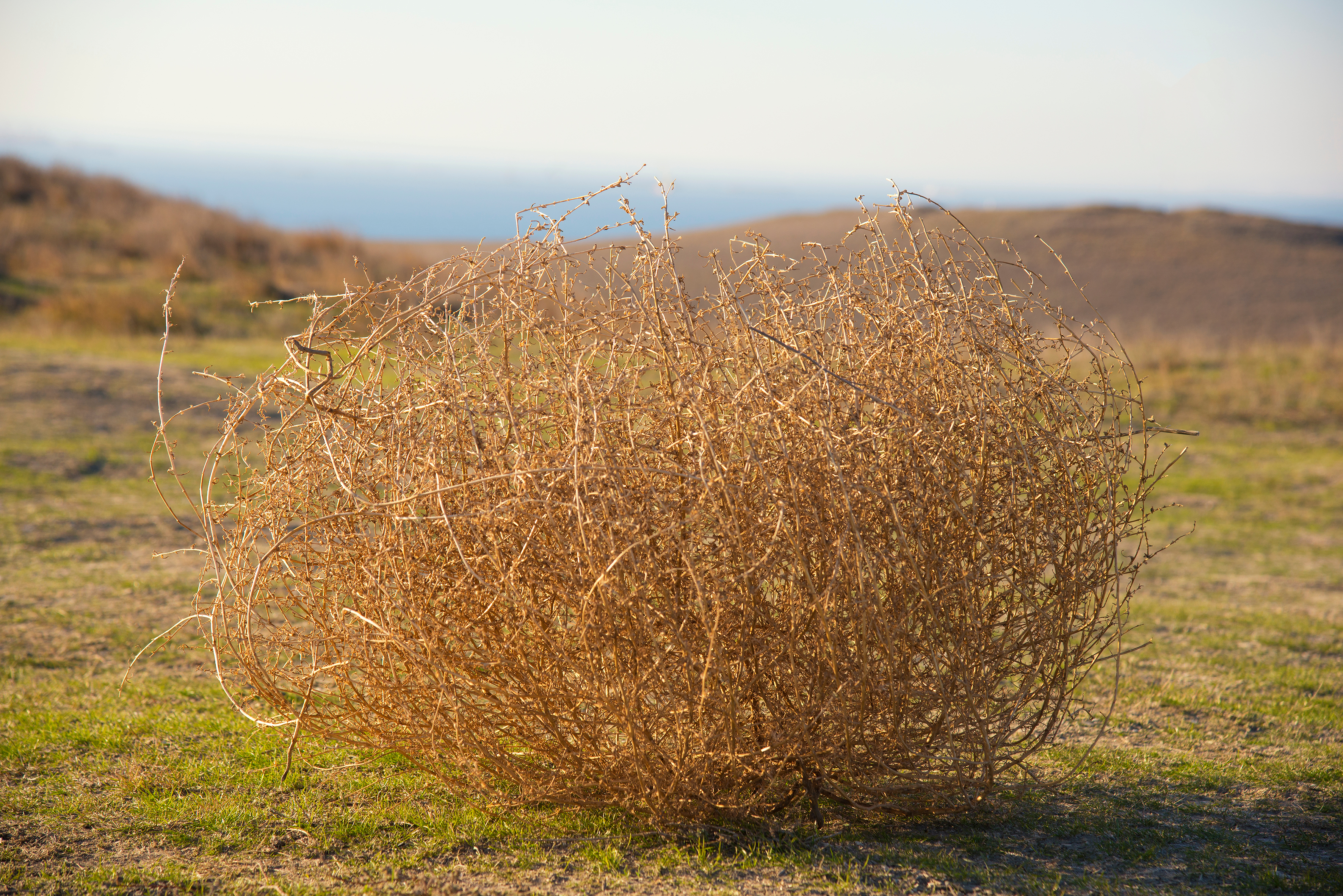 Tumbleweed in the steppe