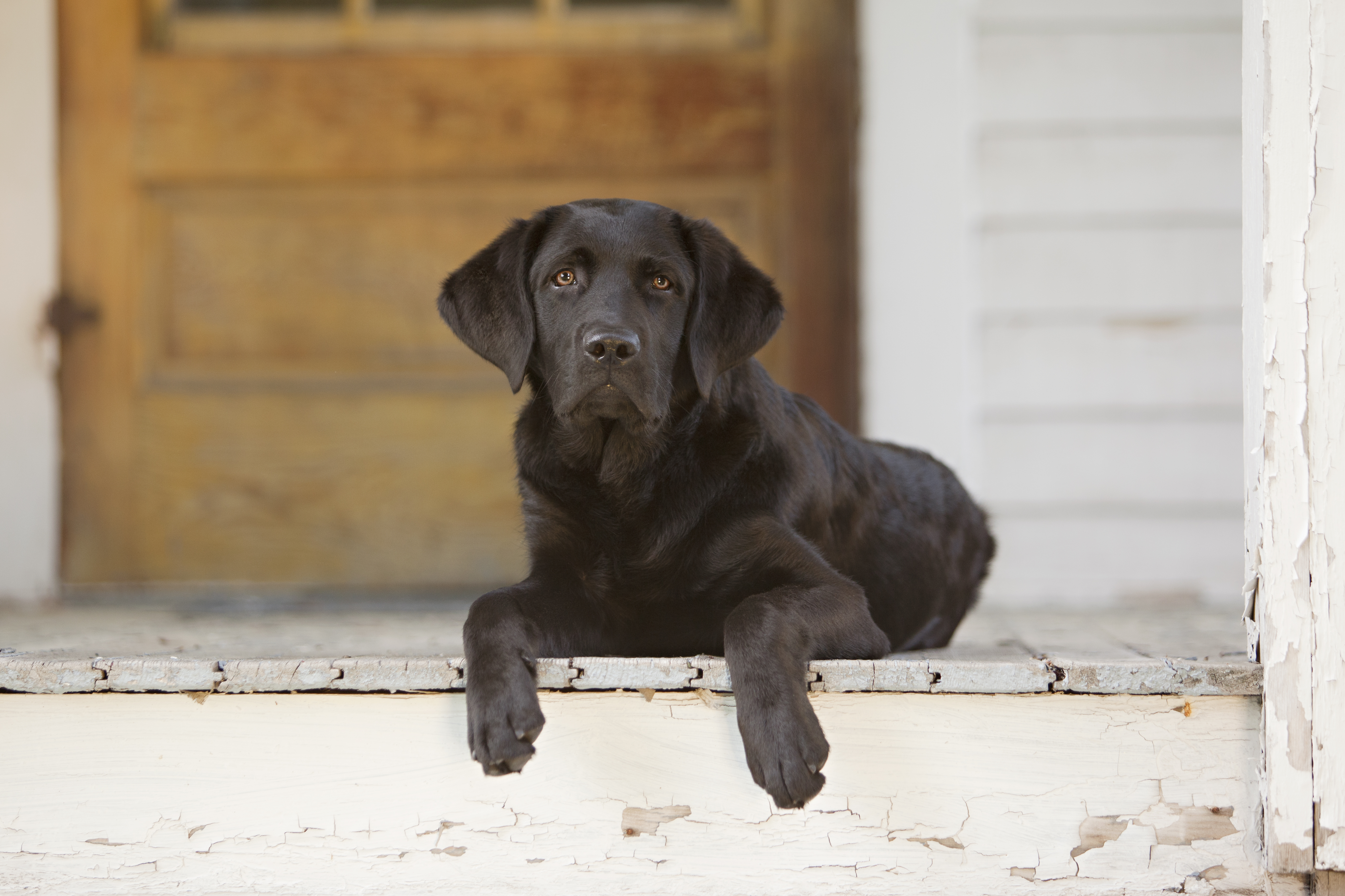 Beautiful black lab puppy lying on the porch of a house. Room for your text.