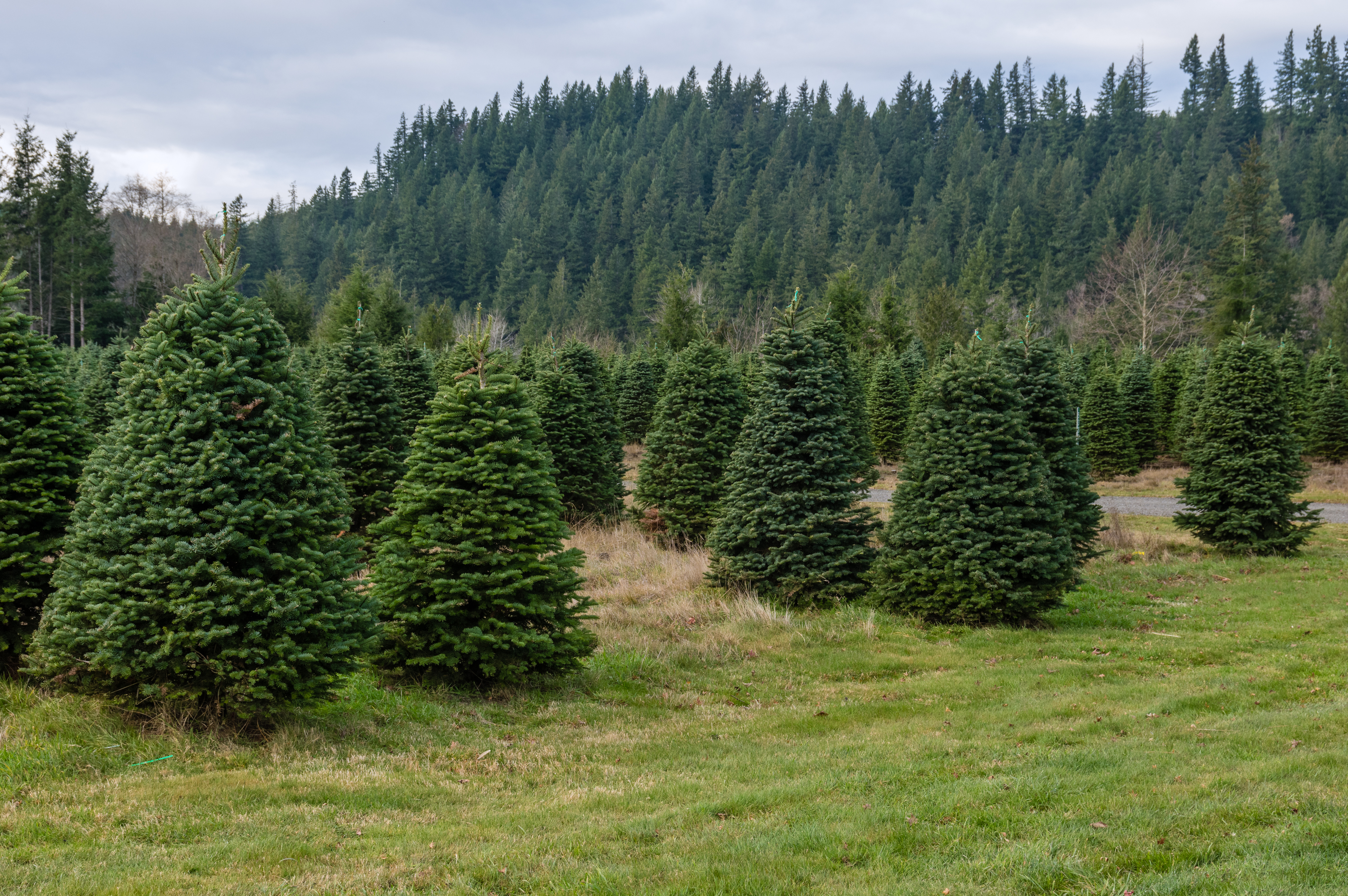 A tree farm growing fir trees for Christmas decorations