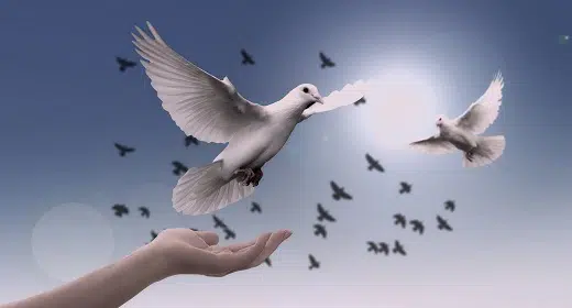 dove-awaken