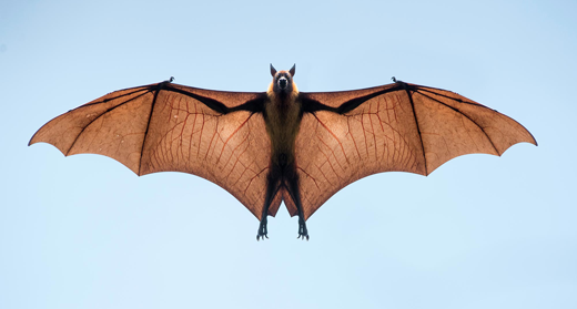 Flying-Bat-AWAKEN