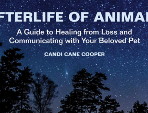 Awaken Interviews Candi Cane Cooper Pt 3 – AfterLife Of Animals