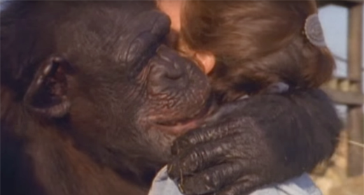 chimp-hug-awaken
