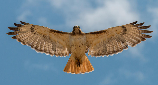 soaring-red-tailed-hawk-tony-hake-awaken