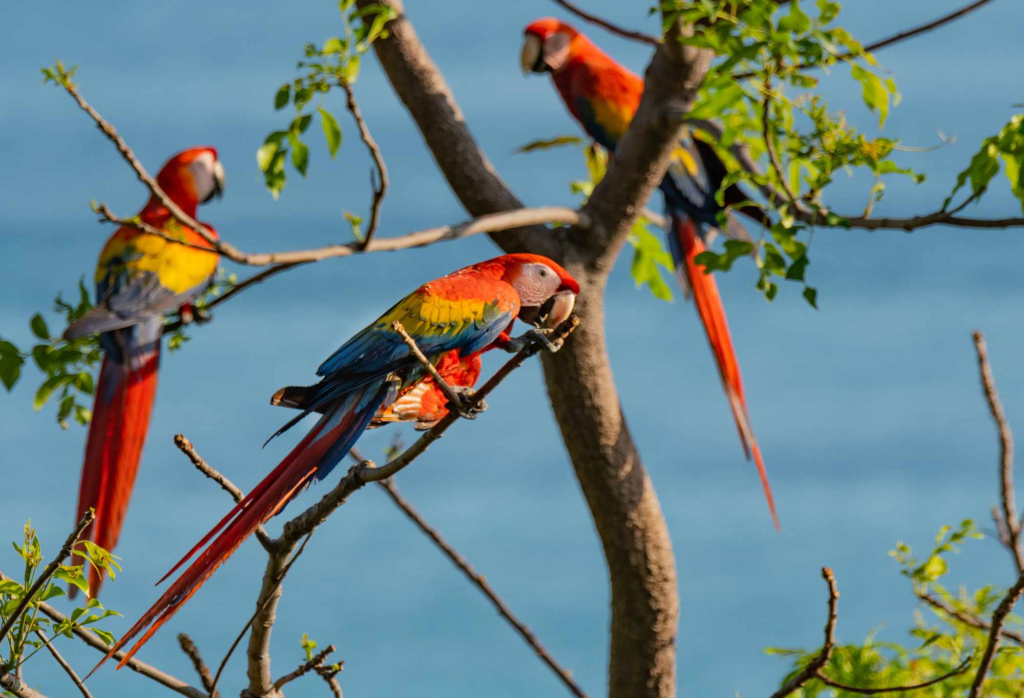 awaken-Scarlet Macaws