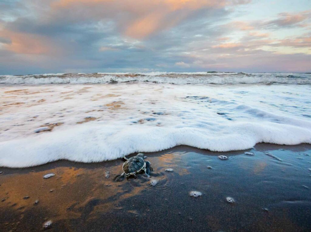 Costa Rica's Tortuguero National Park hosts the largest green turtle breeding colony in the Western Hemisphere. KenCanning / Getty Images-awaken