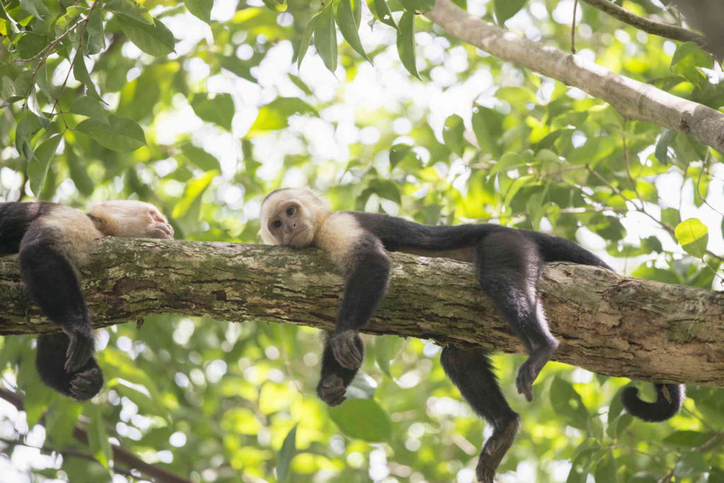 With -faced capuchin monkey-awaken