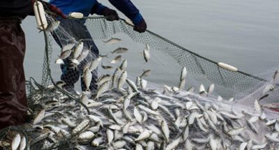 Overfishing, Conservation, Sustainability, And Farmed Fish | Awaken