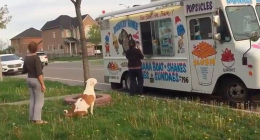 Pit-Bull-patiently-waits-in-line-for-ice-cream--awaken