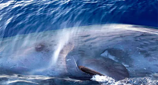 Eye-contact-with-Sperm-Whale-awaken