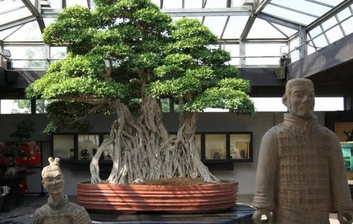 1000 year old Bonsai-awaken