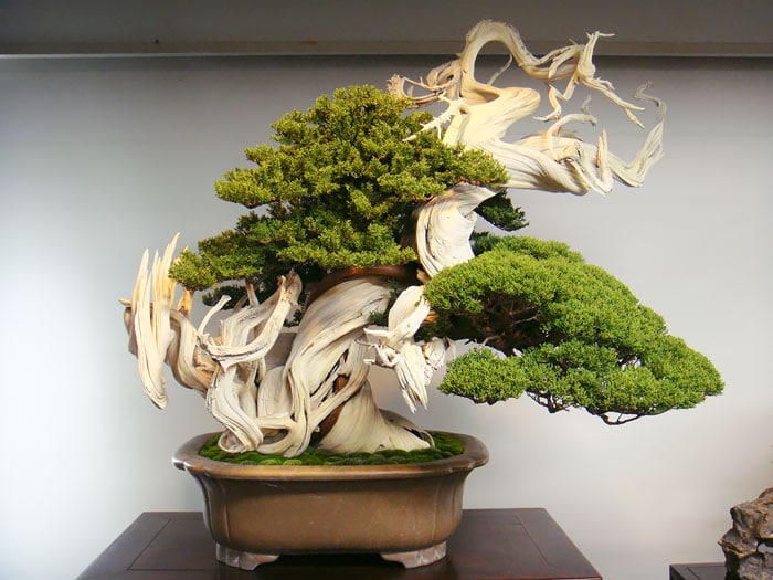 amazing-bonsai-trees-awaken