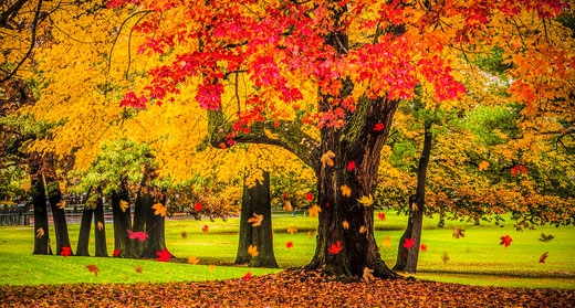 autumn-city-park-scene-with-falling-leaves-awaken