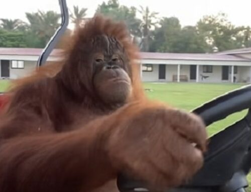 Famous Orangutan Driving A Golf Cart.