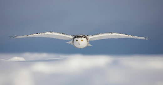 Snow-Owl-awaken