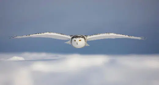 Snow-Owl-awaken