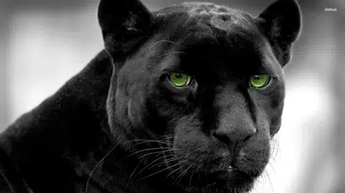 black-panther-AWAKEN