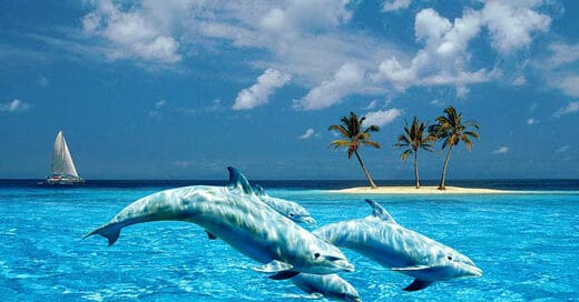blue-dolphin-island-awaken