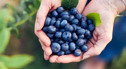 blue-berries-awaken