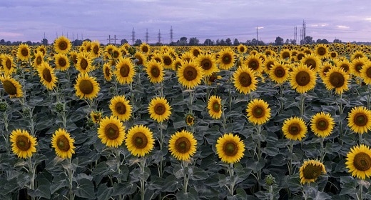 The Sunflower, Ukraine’s National Flower, Is Becoming A Global Symbol Of Solidarity