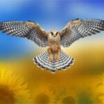 The-Falcon-Spirit-of-Ukraine-awaken