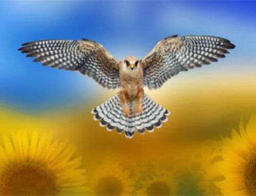 The Falcon Spirit of Ukraine