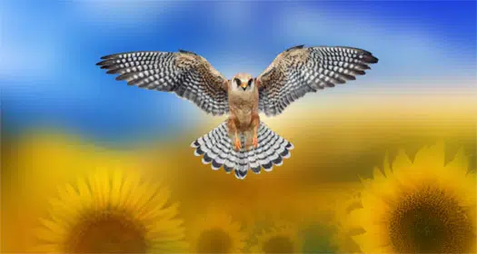The-Falcon-Spirit-of-Ukraine-awaken