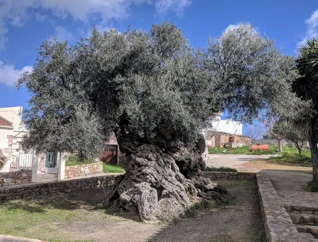 Olive Tree of Vouves-awaken