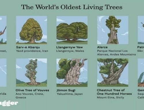 The World’s 10 Oldest Living Trees