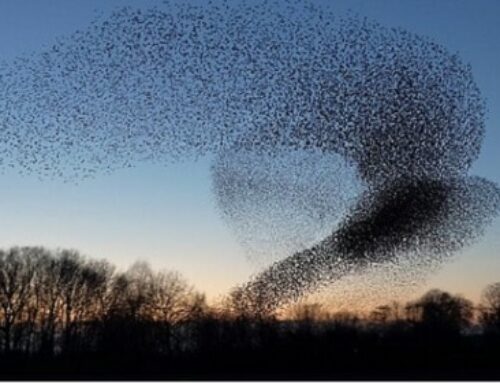 Murmurations: Returning To The Whole