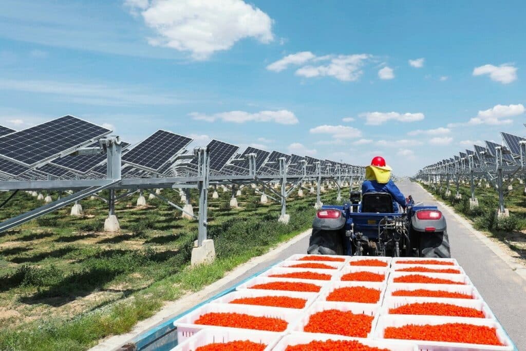 China-solar-goji-berries_Huawei-awaken