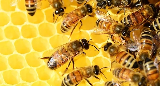 Honey Bee-awaken