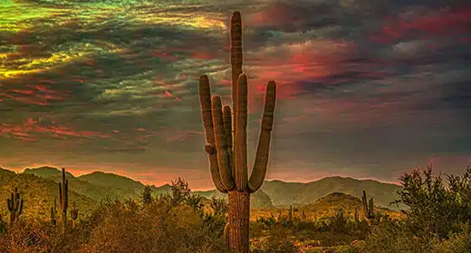 saguaro cactus 2 -awaken