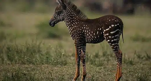 The rarest zebra in the world2-awaken