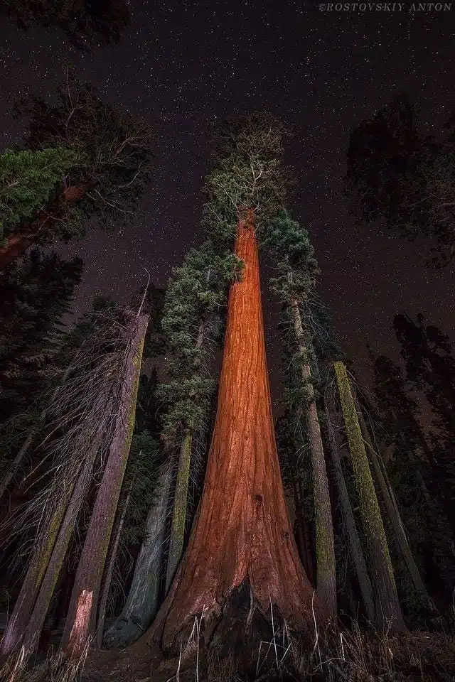Sequoia NP-awaken
