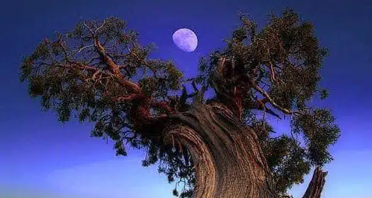 Juniper-tree-with-Moon-awaken