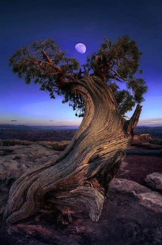 5,000 year-old Juniper tree with Moon.-awaken