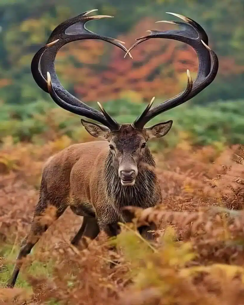 Red Elk-awaken