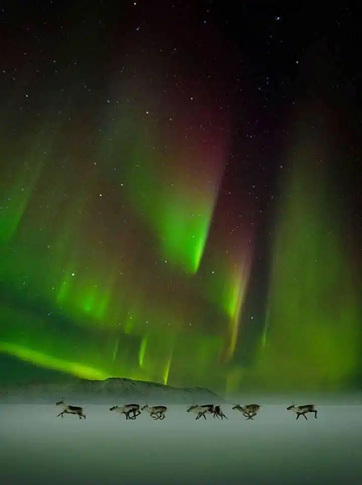 Wild reindeer under the Northern Lights-awaken