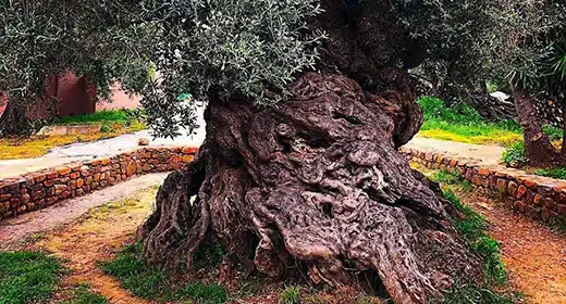 Worlds-oldest-olive-tree-awaken