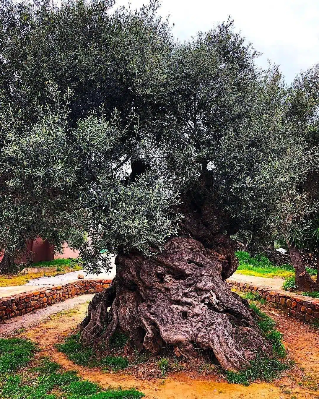 World's oldest olive tree-awaken