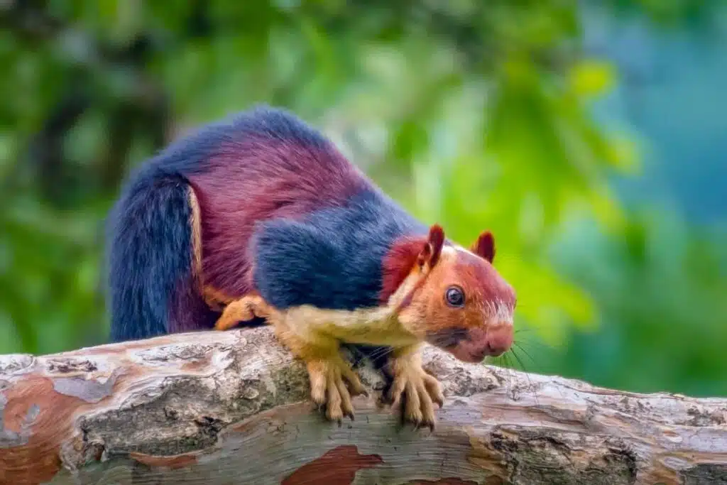 multicoloured-squirrel-awaken