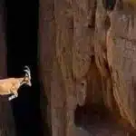 goat jumping-awaken